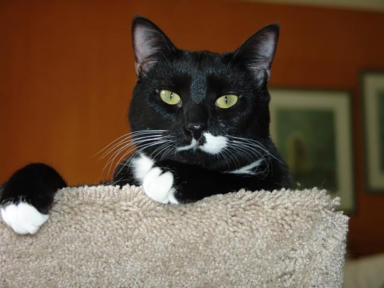 Catio